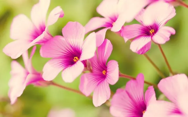 Wallpapers HD: Rosas Wallpapers Varias resoluciones (127) Wallpapers HD: Rosas Wallpapers Varias resoluciones (127)