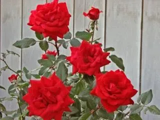 rosas rojas, el amor | Descargar Fotos gratis rosas rojas, el amor | Descargar Fotos gratis