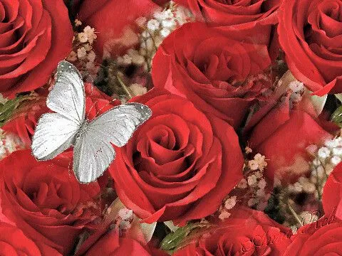 Rosas rojas animadas - Imagui