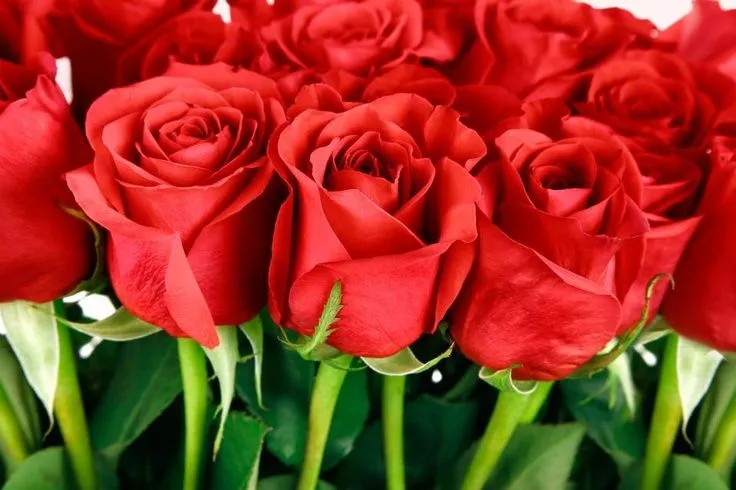Rosas rojas | Fotos para Facebook | Pinterest Rosas rojas | Fotos para Facebook | Pinterest