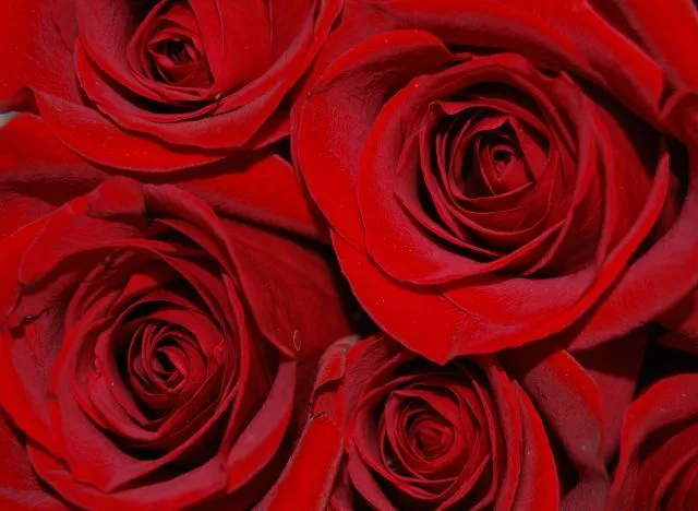 Rosas rojas.. | fotos de Granada y su provincia Rosas rojas.. | fotos de Granada y su provincia