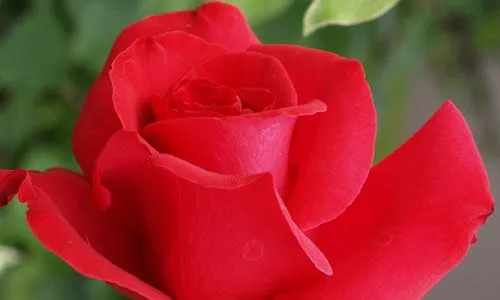 Rosas rojas. Fotos de rosas rojas