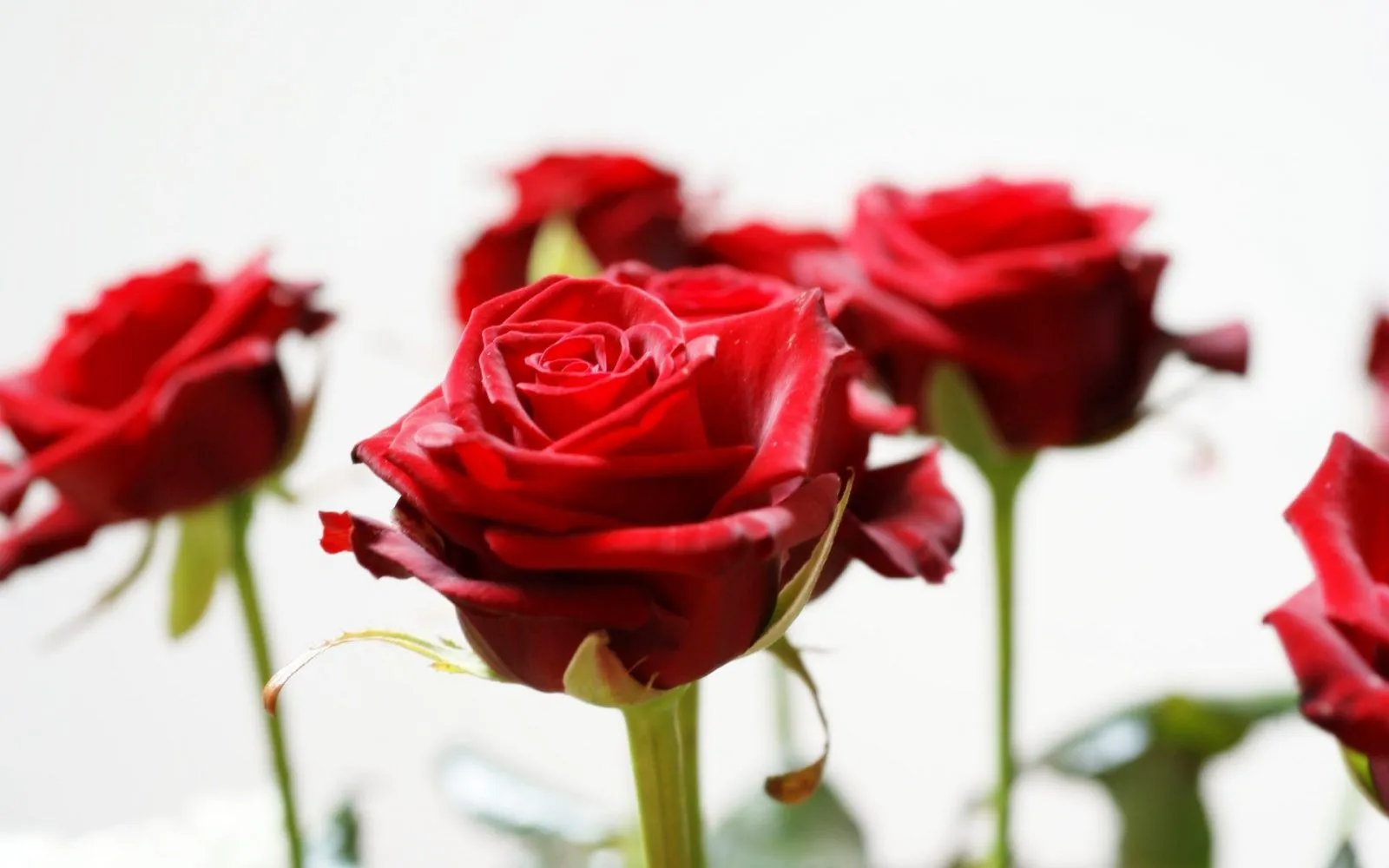 Rosas rojas HD :: Imágenes y fotos