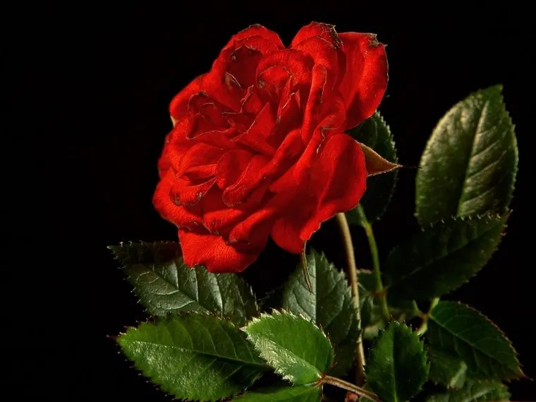 Rosas rojas hermosas - Imagui