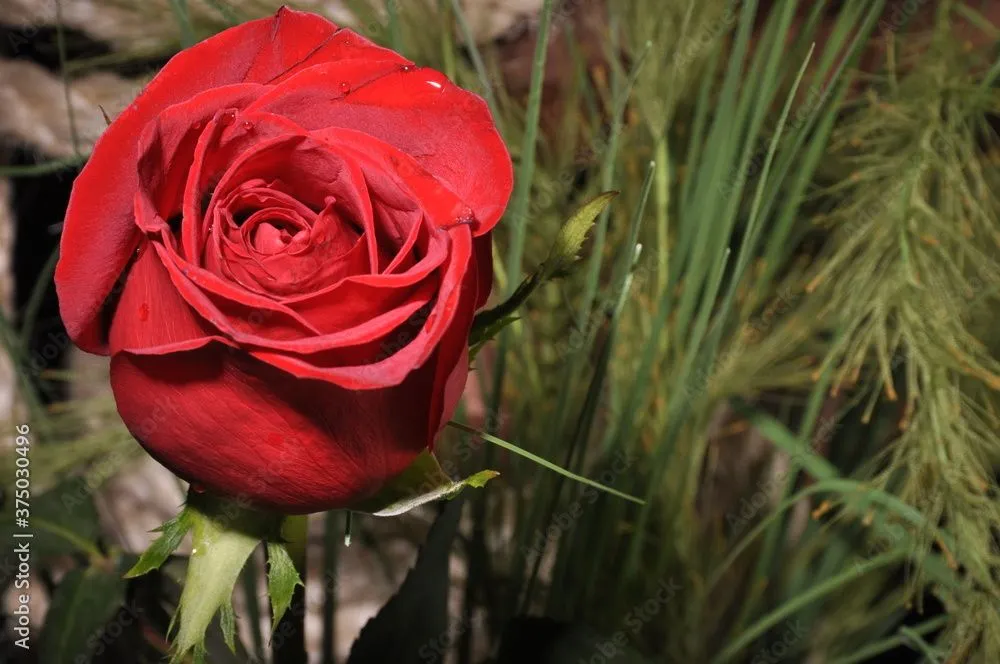 Rosas rojas hermosas, naturaleza expresiva, rojas, amor, cariño, comprension, creacion divina, mensaje de amor Photos | Adobe Stock Rosas rojas hermosas, naturaleza expresiva, rojas, amor, cariño, comprension, creacion divina, mensaje de amor Photos | Adobe Stock