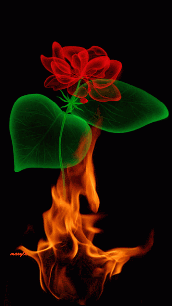 Rosas rojas con movimiento y brillo para google plus Rosas rojas con movimiento y brillo para google plus