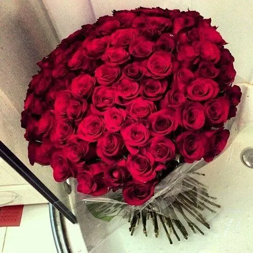 Rosas rojas | Pics | Pinterest