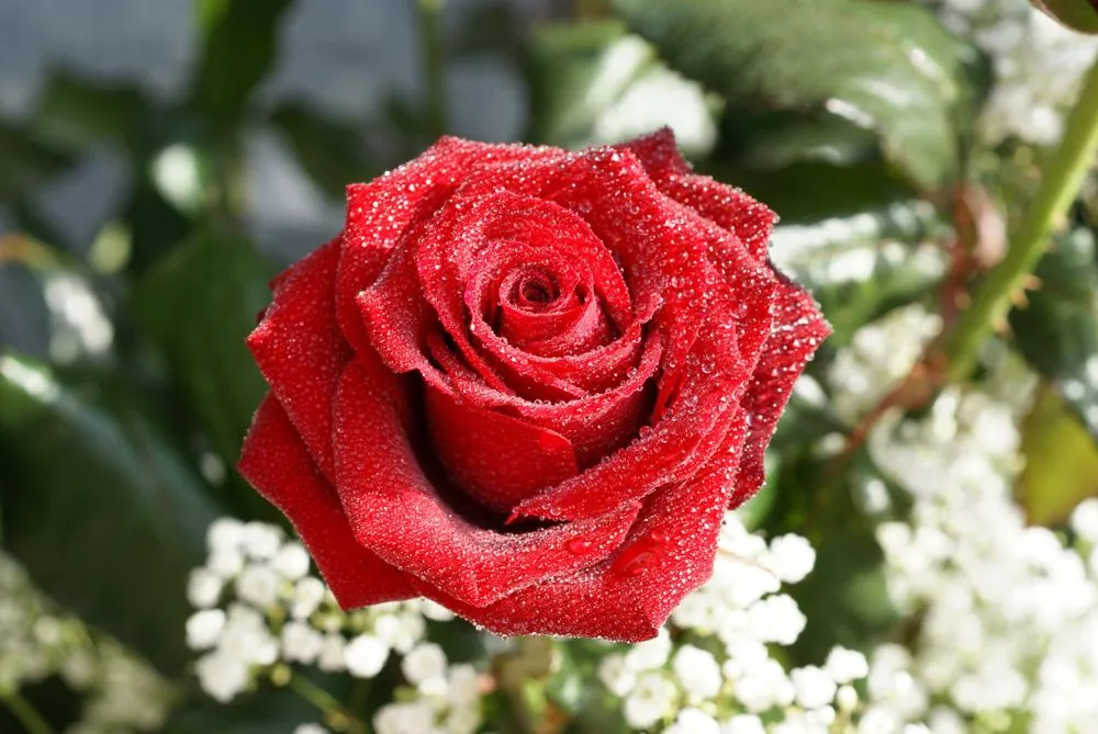 Fotos de rosas. Imágenes de rosas. Rosas rojas, azules, blancas, ...
