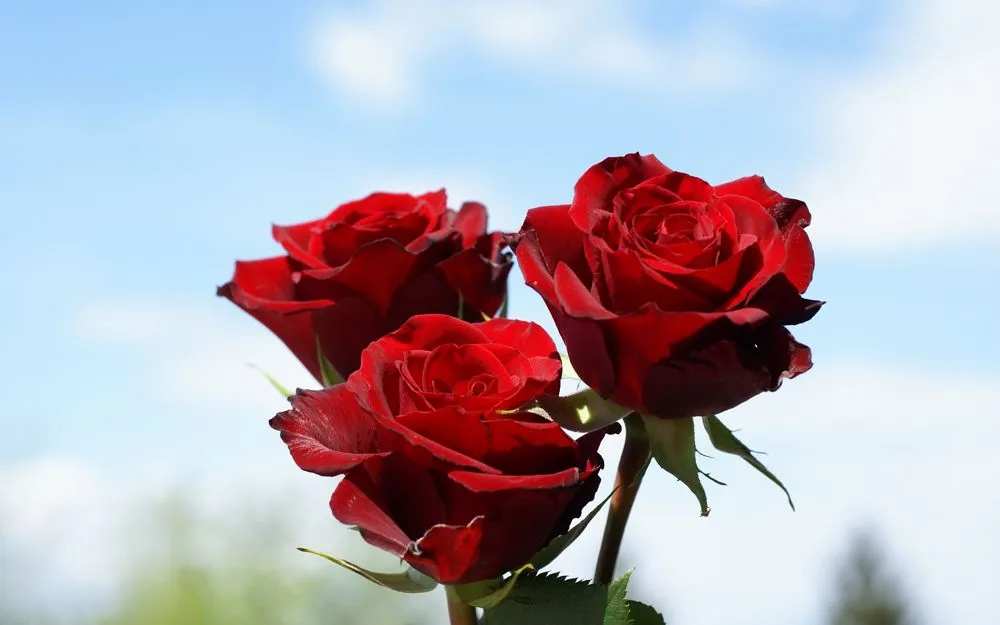 rosas rojas! - Taringa!