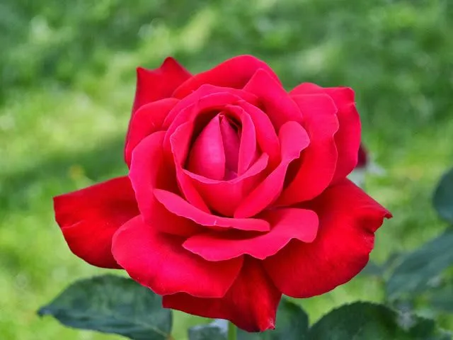 Rosas rojas wallpaper - Imagui