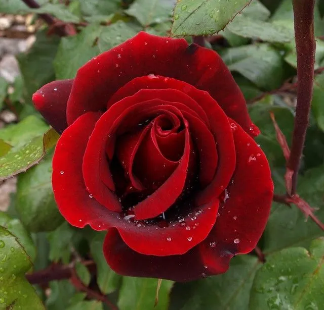 Rosas bellas - a gallery on Flickr