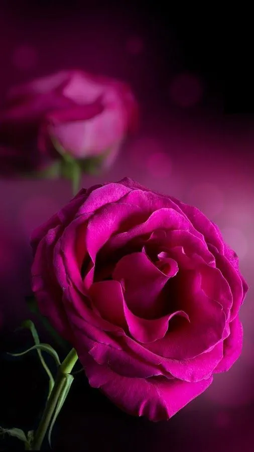 Rosas rosadas Fondo Animado - Aplicaciones de Android en Google Play