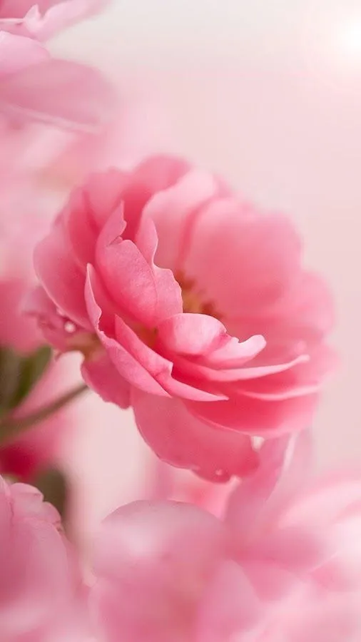 Rosas rosadas Fondo Animado - Aplicaciones Android en Google Play