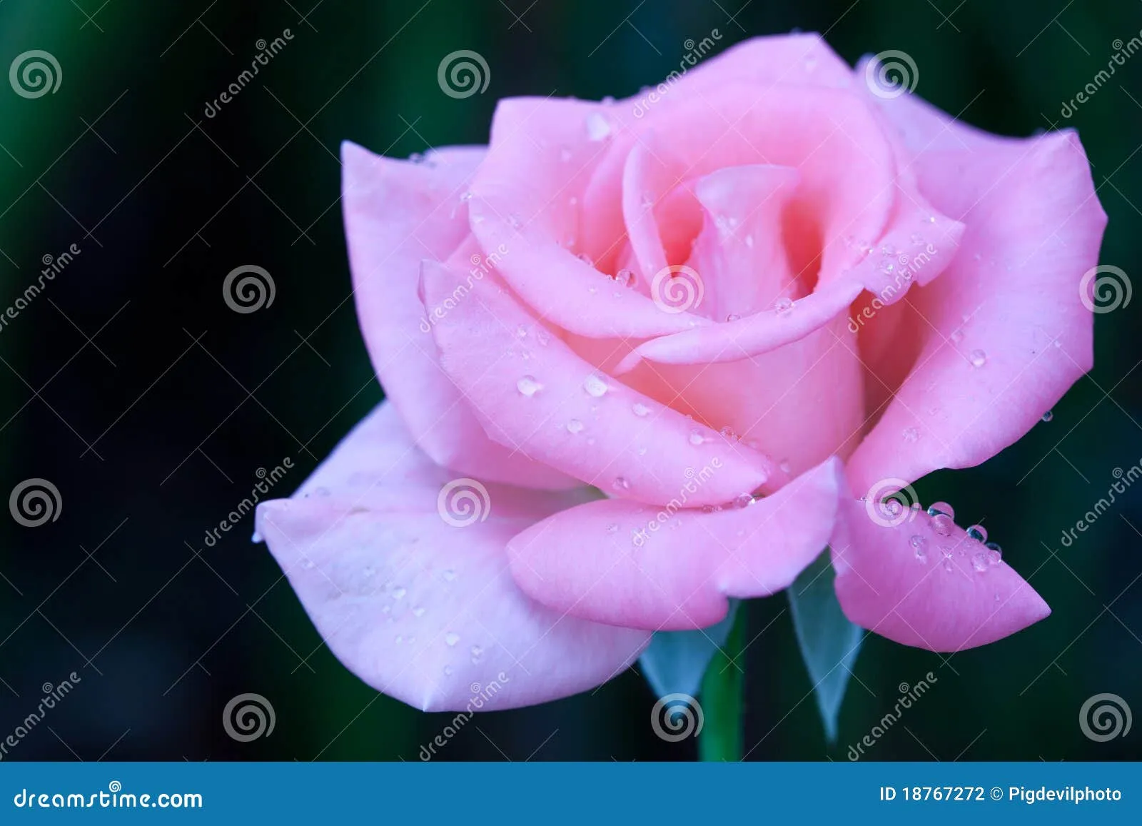 Rosas Rosadas Hermosas Fotografía de archivo - Imagen: 18767272