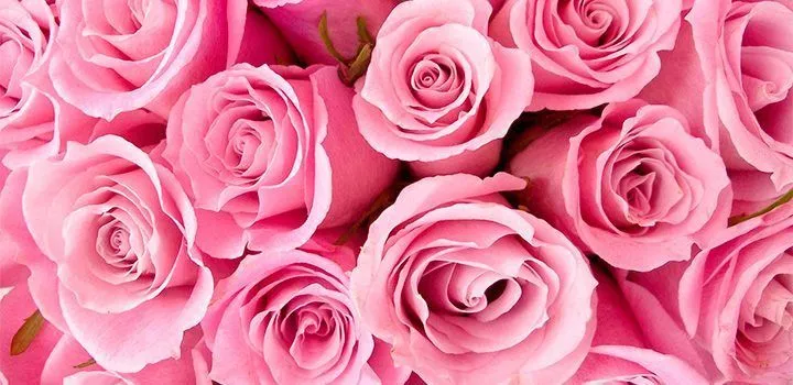rosas-rosadas.jpg