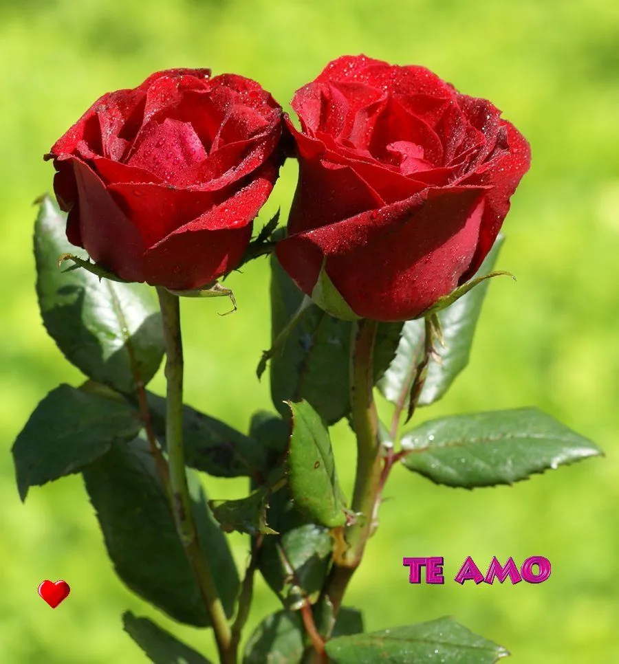 las rosas: LAS ROSAS MAS BELLAS