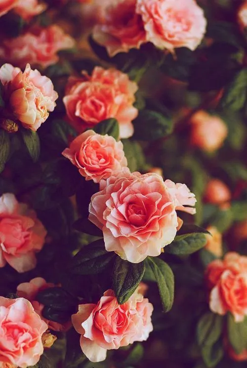 Rosas rosas tumblr - Imagui