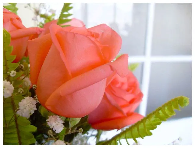 rosas rositas | Flickr - Photo Sharing!