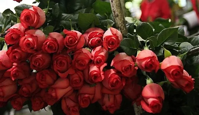 Rosas por San Valentín, un regalo más rojo que verde Rosas por San Valentín, un regalo más rojo que verde