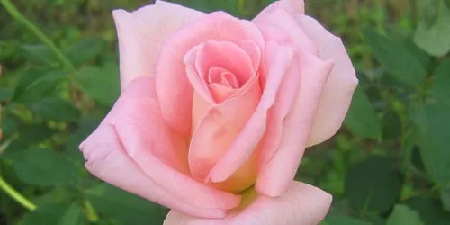 Rosas. Significado de las rosas