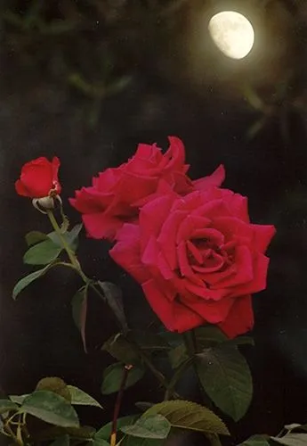 Mis rosas tristes | Africa Puente Cristo (una mujer de Ceuta ... Mis rosas tristes | Africa Puente Cristo (una mujer de Ceuta ...