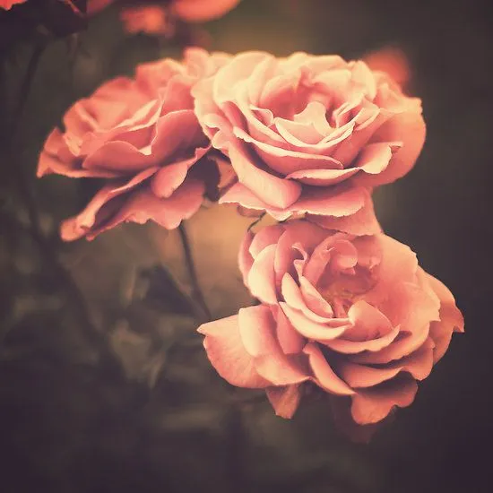 Rosas tumblr vintage - Imagui