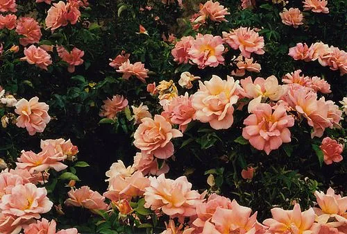 Rosas vintage tumblr - Imagui