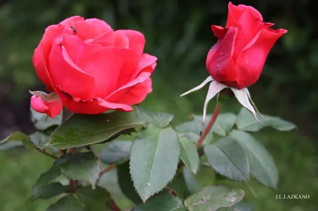 ROSAS.Casa Campo.Deba.2009-05-26 | fotos de Curiosas ROSAS.Casa Campo.Deba.2009-05-26 | fotos de Curiosas