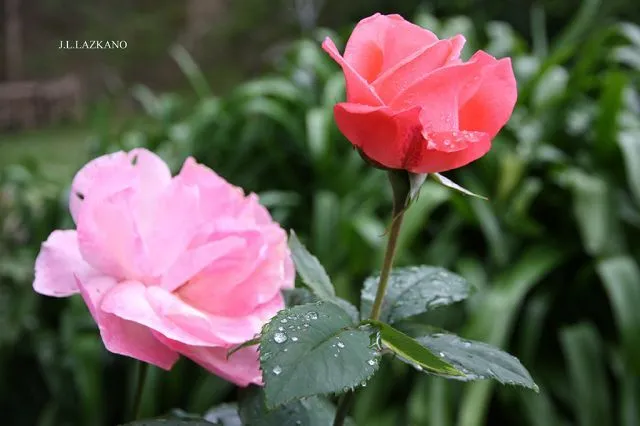 Rosas.Casa Campo.Deba.2012-06-03 | fotos de Otras Rosas.Casa Campo.Deba.2012-06-03 | fotos de Otras