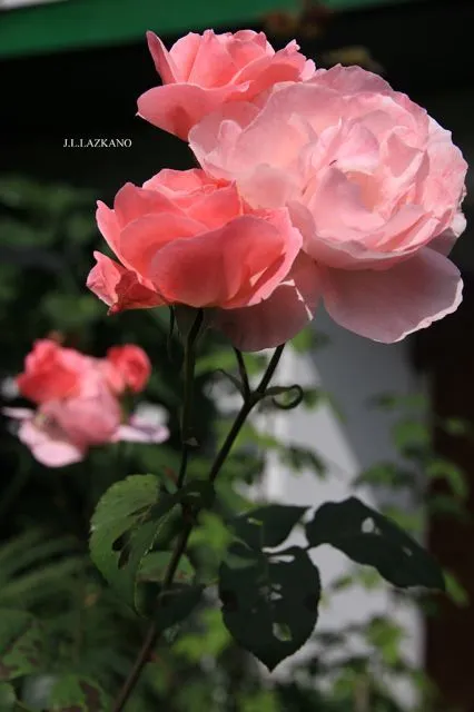 Rosas.Casa Campo.Deba.2012-07-19 | fotos de Mi localidad Rosas.Casa Campo.Deba.2012-07-19 | fotos de Mi localidad