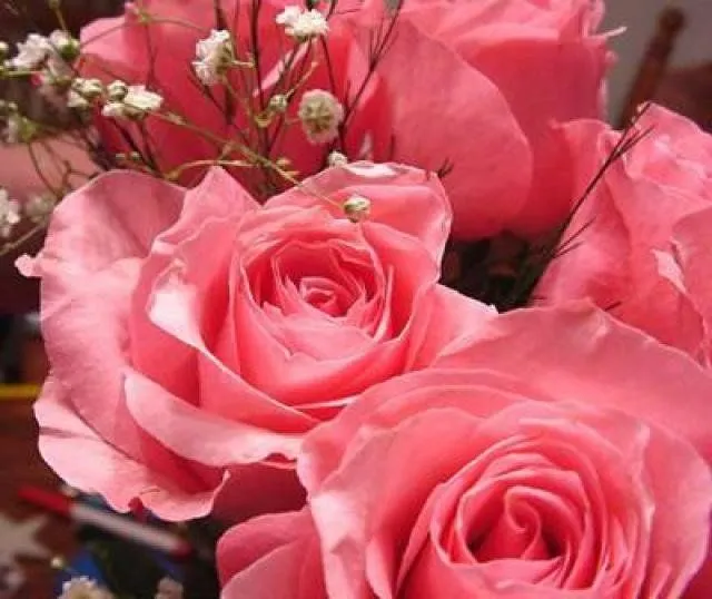 rosas.jpg