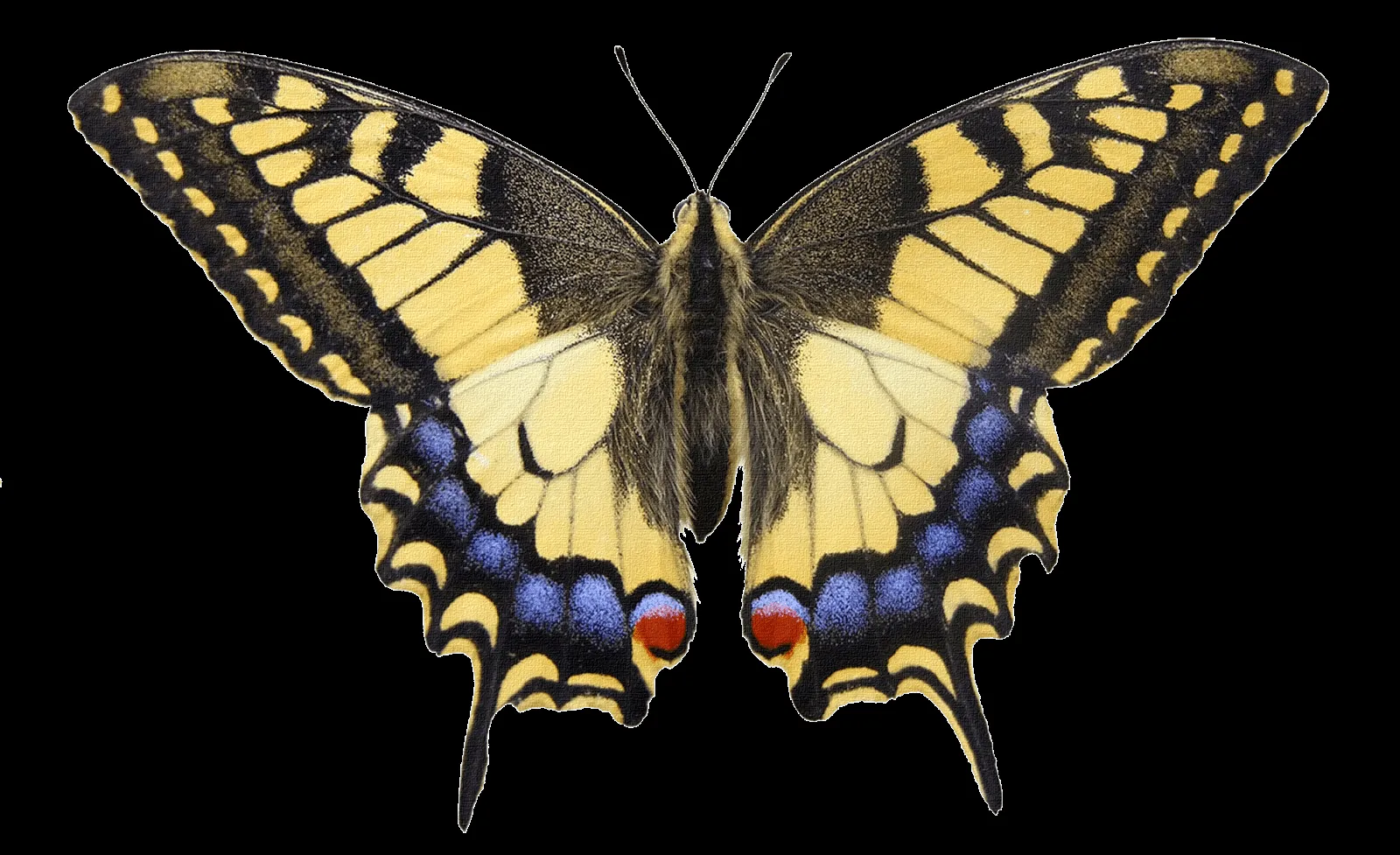 rosavecina.net: mariposas png ,,,,