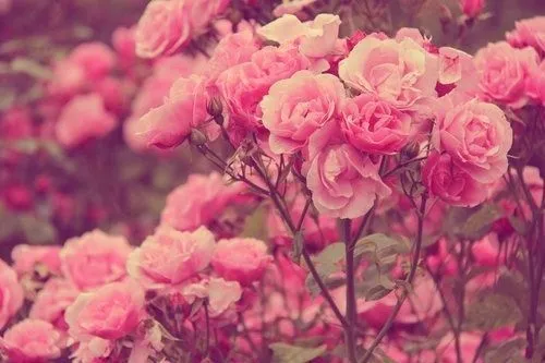 rose background tumblr - Google Search | Flores y plantas ...