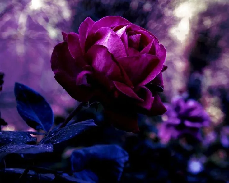 Rose, bud, pétalos, rojo, púrpura oscuro, Lila, flores, hojas ...