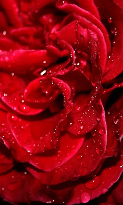 Rose Wallpaper – Android-Apps auf Google Play Rose Wallpaper – Android-Apps auf Google Play