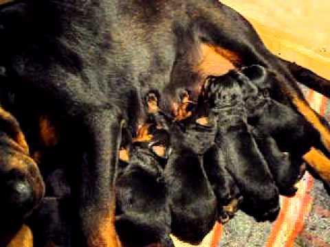 MI ROTTWEILER AISHA Y SUS CACHORROS DE 9 DIAS DE NACIDOS - YouTube