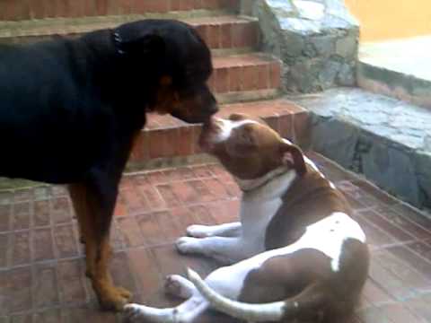 Rottweiler and Pitbull playing and loving each other - YouTube
