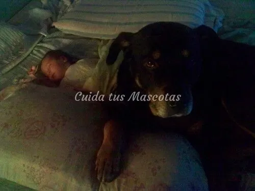 Rottweiler y un bebé de 25 dias: Foto muy enternecedora