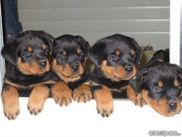 Rottweiler cachorros - venta cachorros rottweiler en paraguay ...