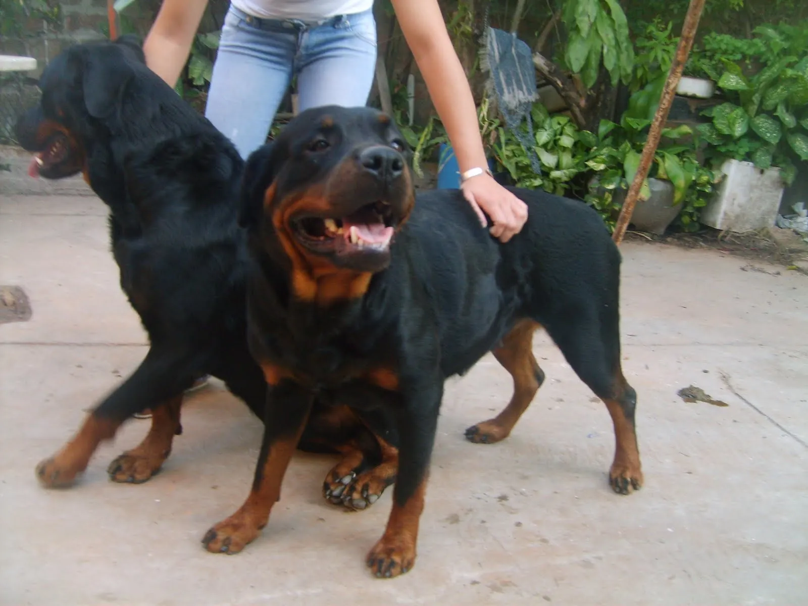 rottweiler del chaco cachorros: rottweiler del chaco rottweiler del chaco cachorros: rottweiler del chaco