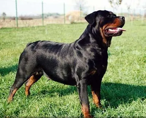 Rottweiler — Comprar Rottweiler, Precio de , Fotos de Rottweiler ...