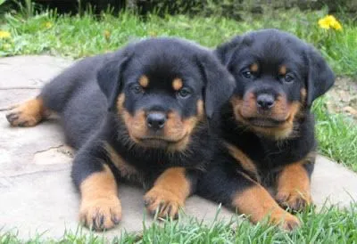 Rottweiler Dogs