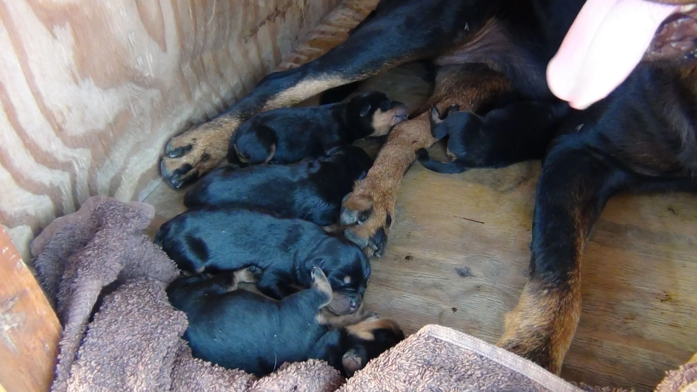 ROTTWEILER DOGS | Otro sitio más de WordPress.
