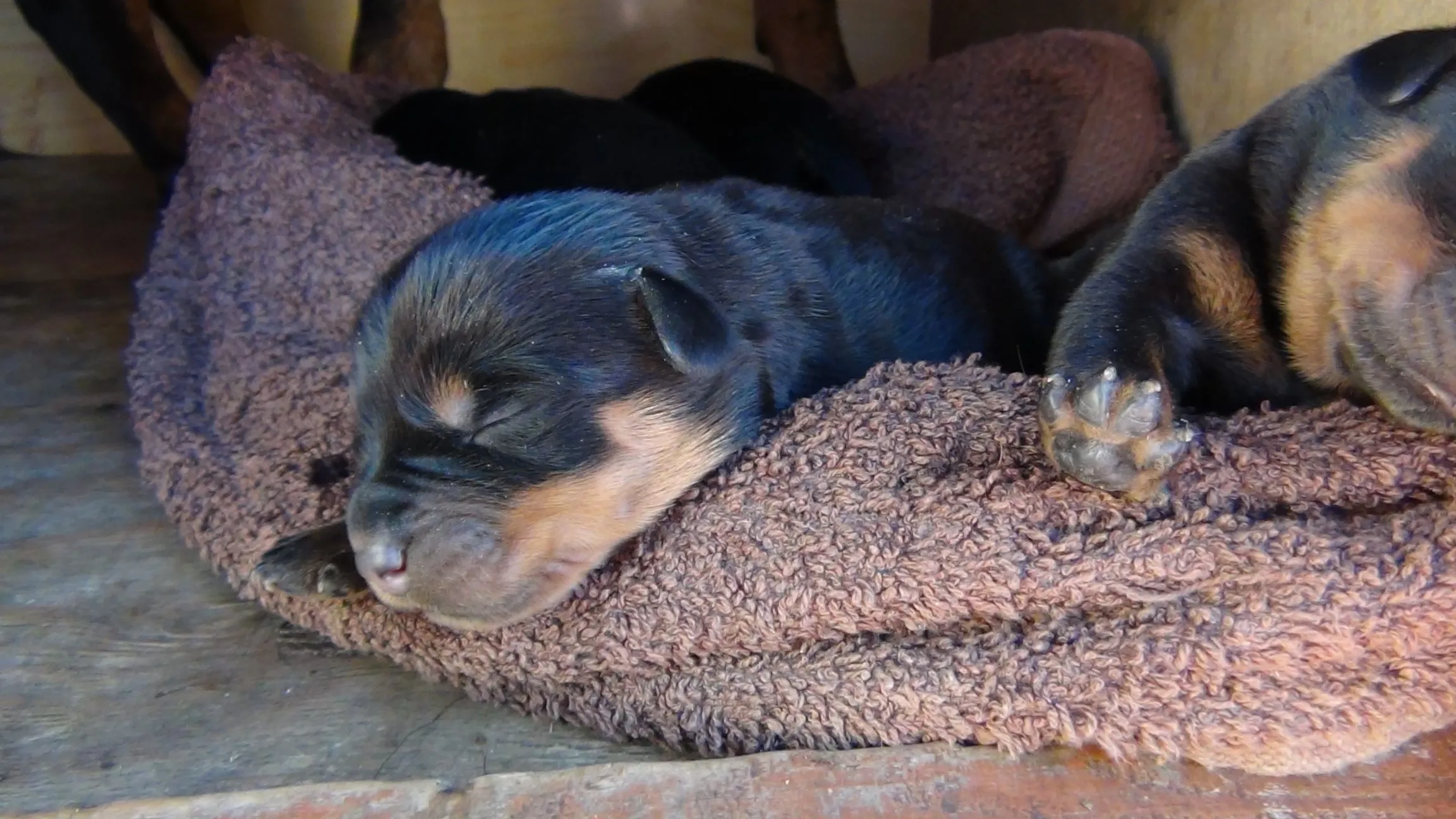 ROTTWEILER DOGS | Otro sitio más de WordPress.