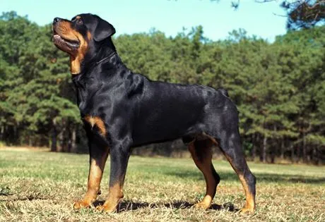 Rottweiler Information | American Kennel Club Rottweiler Information | American Kennel Club