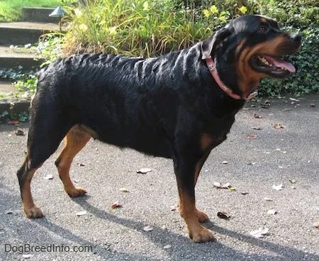 Rottweiler Information and Pictures, Rottweilers, Rottie, Rotties Rottweiler Information and Pictures, Rottweilers, Rottie, Rotties