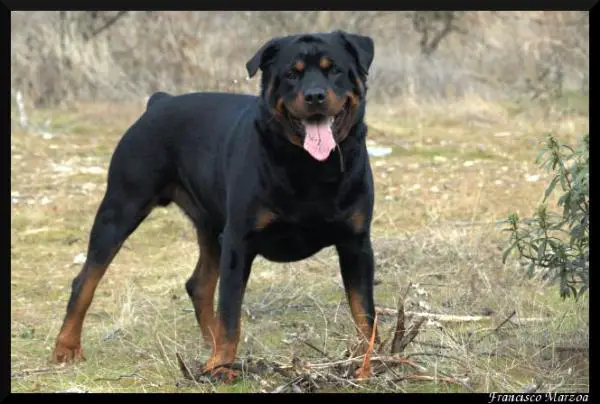 Rottweiler information, pictures, galleries, classifieds and breeders Rottweiler information, pictures, galleries, classifieds and breeders