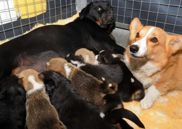 Una Rottweiler hace de madre sustituta para unos corgis recién nacidos