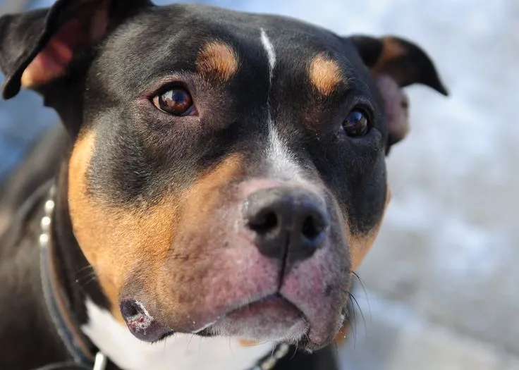 rottweiler pitbull mix image (7791) - Animals Wallpaper Gallery ... rottweiler pitbull mix image (7791) - Animals Wallpaper Gallery ...