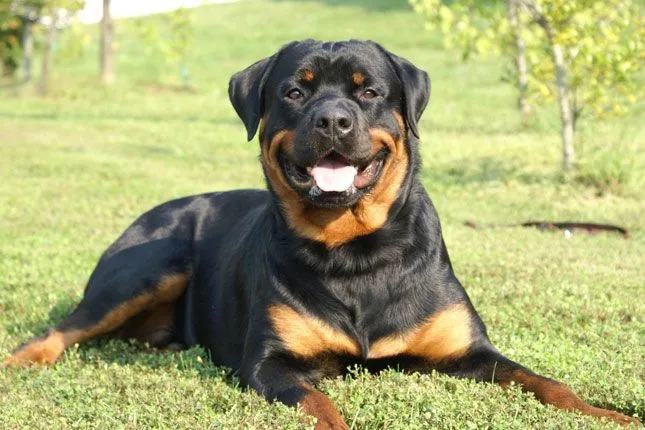 Rottweiler breed information. Get answers to questions about ... Rottweiler breed information. Get answers to questions about ...